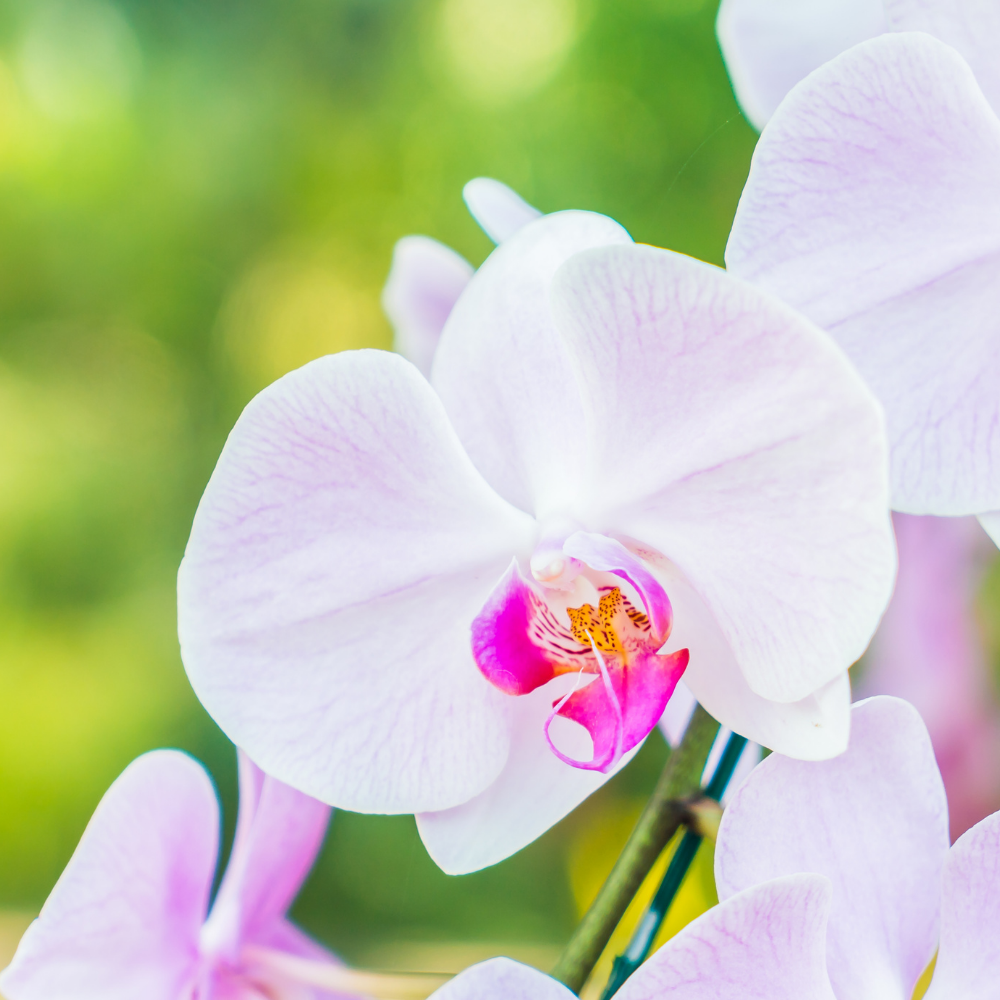 Cultivo de Orquídeas – Nivel 1 | Fundación Biosfera